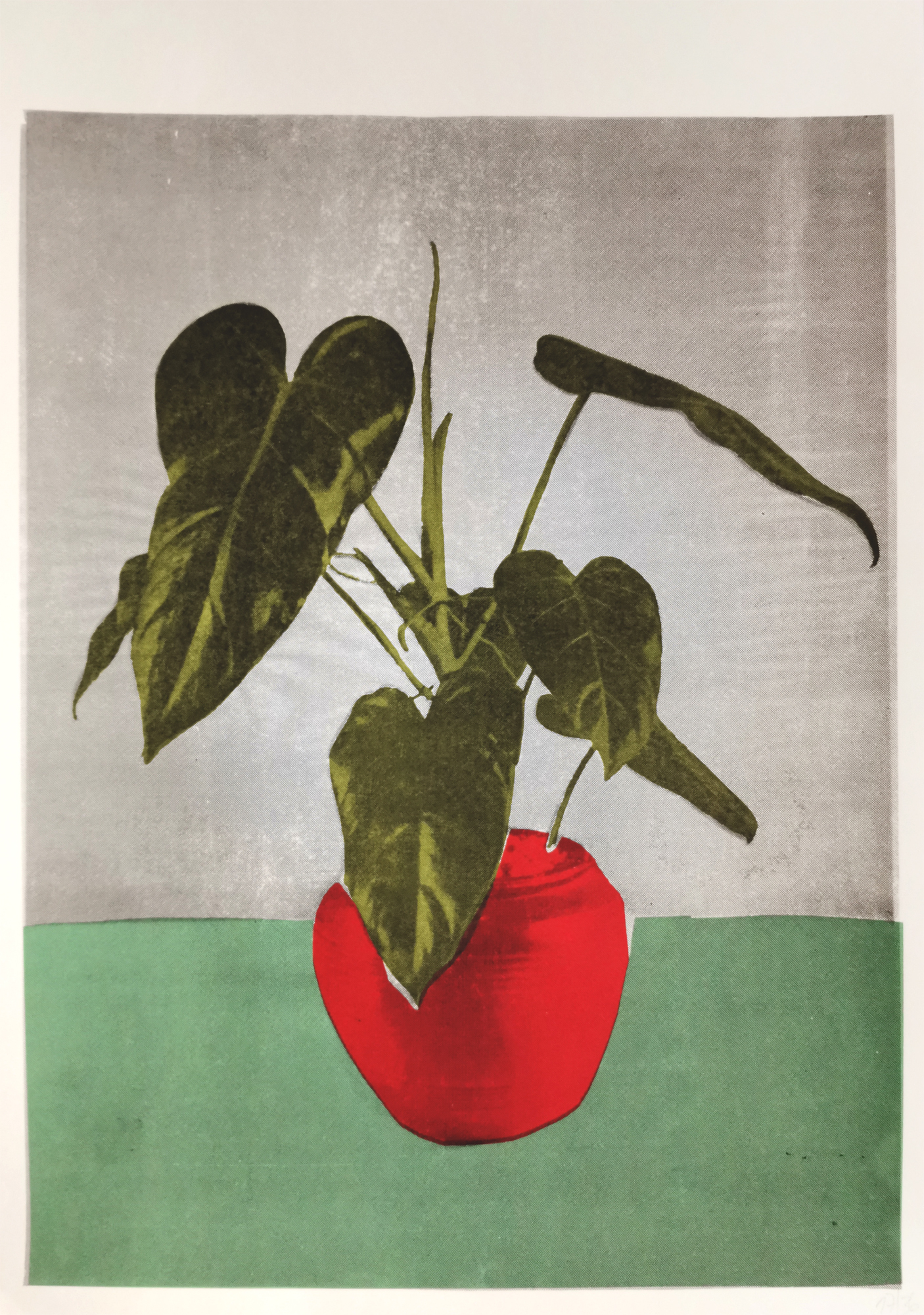 Zimmerpflanze - Olivia Pils