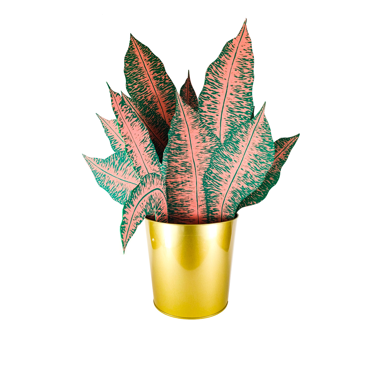 Dieffenbachia – Susann Pönisch