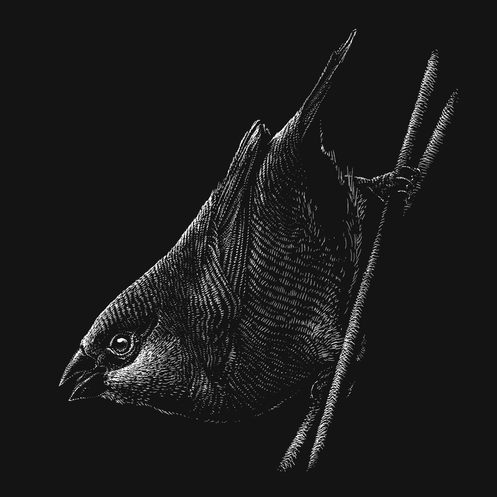 Tiny Birds Serie - Phillip Janta