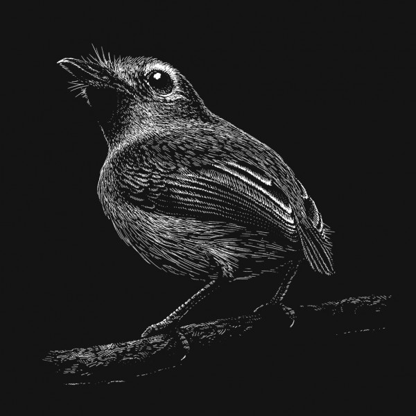 Tiny Birds Serie - Phillip Janta